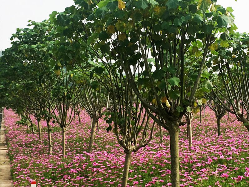 董允壩農業(yè)示范園區